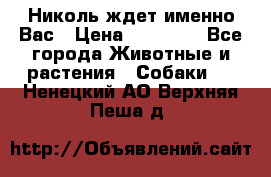 Николь ждет именно Вас › Цена ­ 25 000 - Все города Животные и растения » Собаки   . Ненецкий АО,Верхняя Пеша д.